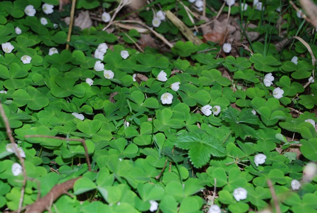 Oxalis acetosella / Acetosella dei boschi